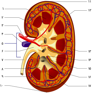 مرکز طب اسلامن