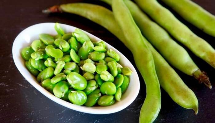 باقلا از دیدگاه طب اسلامی
